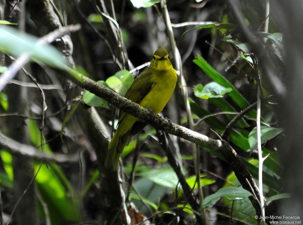 Yellow-browed Bulbul