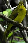 Yellow-browed Bulbul