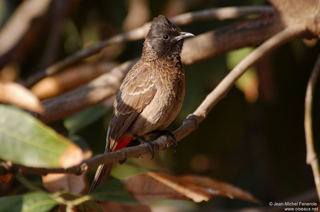 Bulbul à ventre rouge