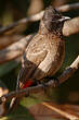 Bulbul à ventre rouge