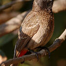 Bulbul à ventre rouge