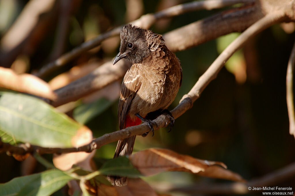 Bulbul à ventre rouge