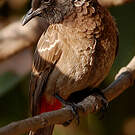 Bulbul à ventre rouge
