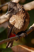 Bulbul à ventre rouge