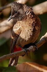 Bulbul à ventre rouge