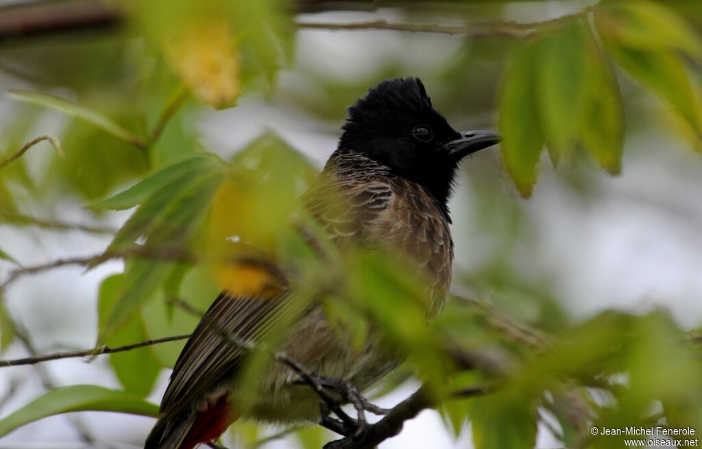 Bulbul à ventre rouge