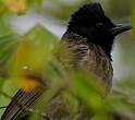 Bulbul à ventre rouge