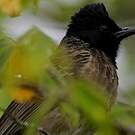 Bulbul à ventre rouge