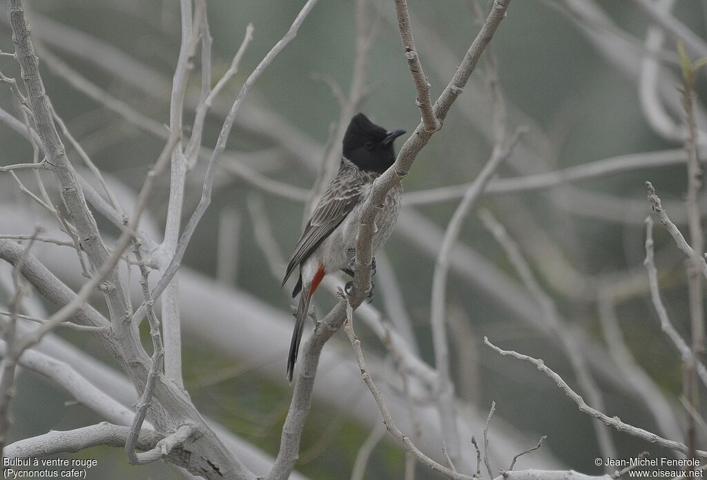 Red-vented Bulbul