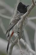 Bulbul à ventre rouge