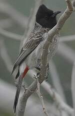 Bulbul à ventre rouge