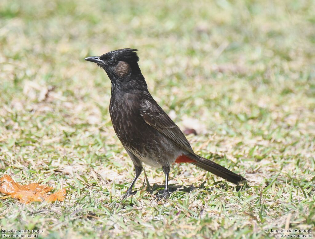 Red-vented Bulbul