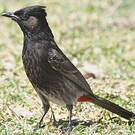 Bulbul à ventre rouge