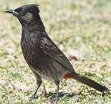 Bulbul à ventre rouge