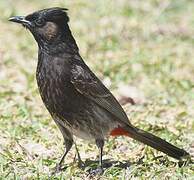 Red-vented Bulbul