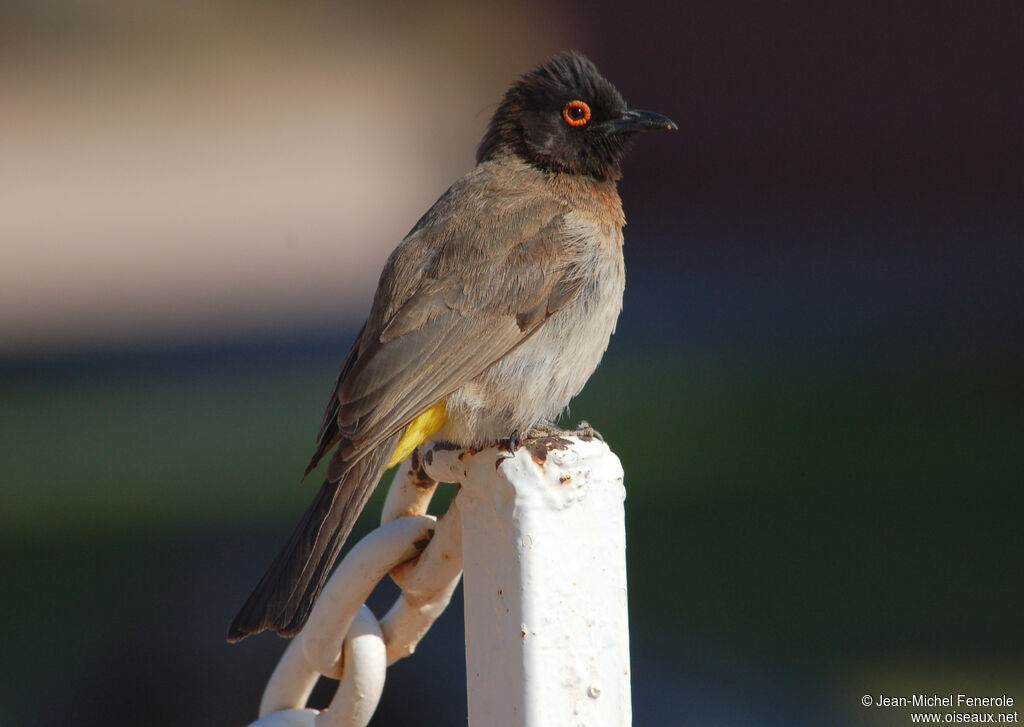 Bulbul brunoir, identification