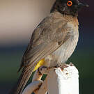 Bulbul brunoir