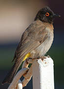 African Red-eyed Bulbul