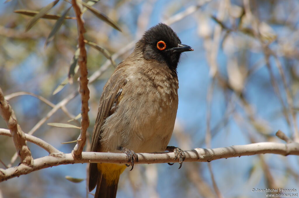 African Red-eyed Bulbul, identification