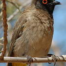Bulbul brunoir