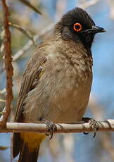 Bulbul brunoir