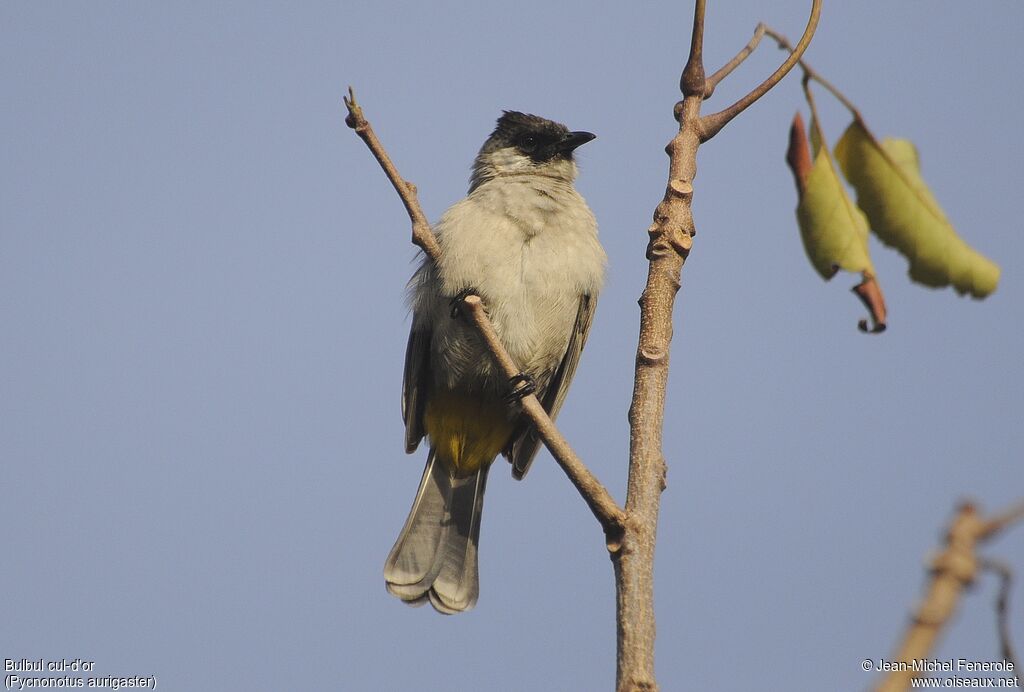 Bulbul cul-d'or