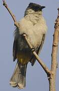 Sooty-headed Bulbul