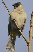 Sooty-headed Bulbul