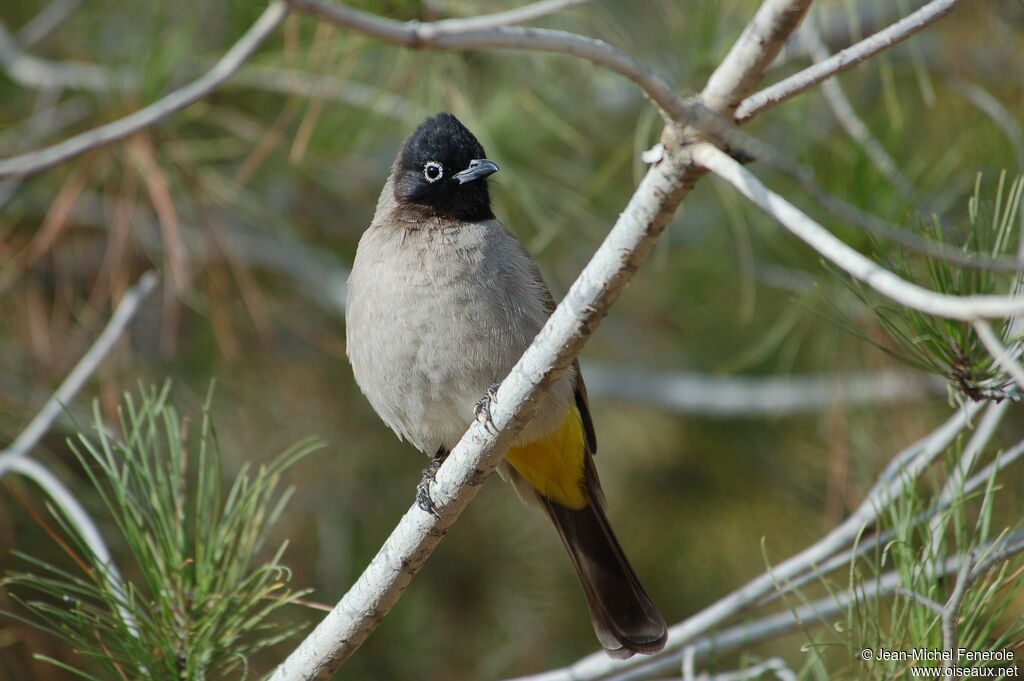 Bulbul d'Arabie