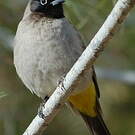 Bulbul d'Arabie