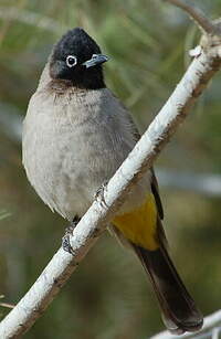 Bulbul d'Arabie