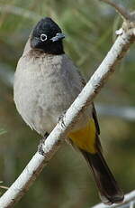 Bulbul d'Arabie