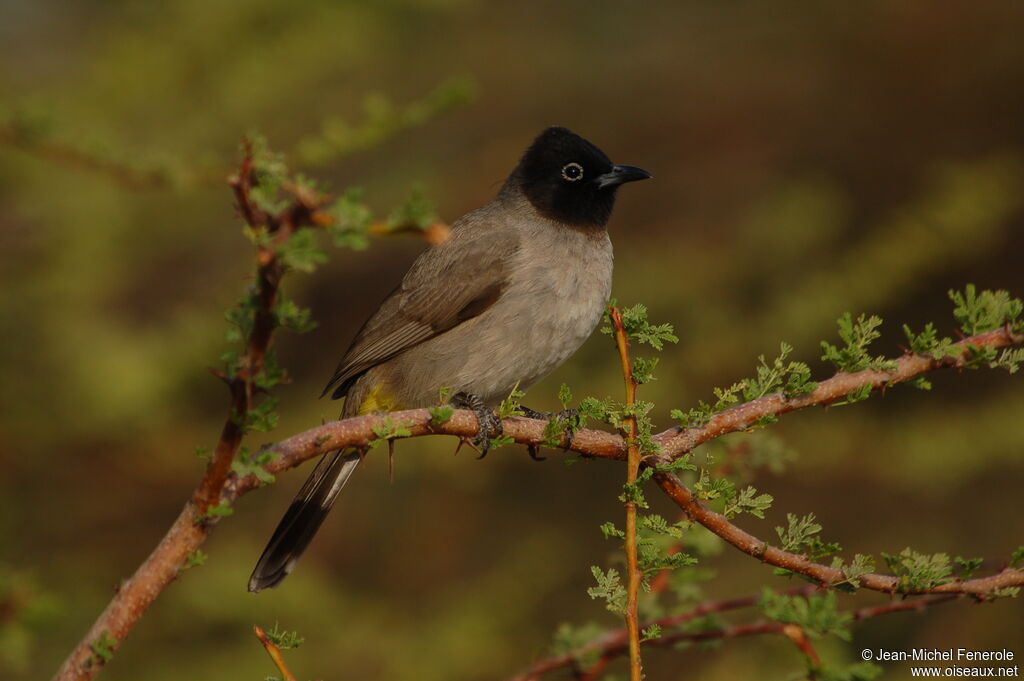 Bulbul d'Arabie