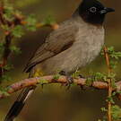 Bulbul d'Arabie