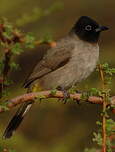 Bulbul d'Arabie