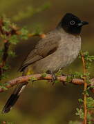 White-spectacled Bulbul