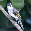 Bulbul de Chine