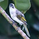 Bulbul de Chine
