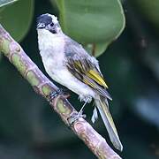 Bulbul de Chine
