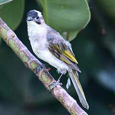 Bulbul de Chine