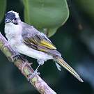 Bulbul de Chine