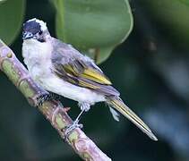 Bulbul de Chine