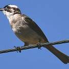 Bulbul de Chine