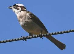 Bulbul de Chine