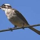 Bulbul de Chine