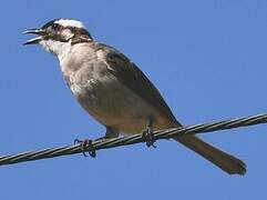 Bulbul de Chine
