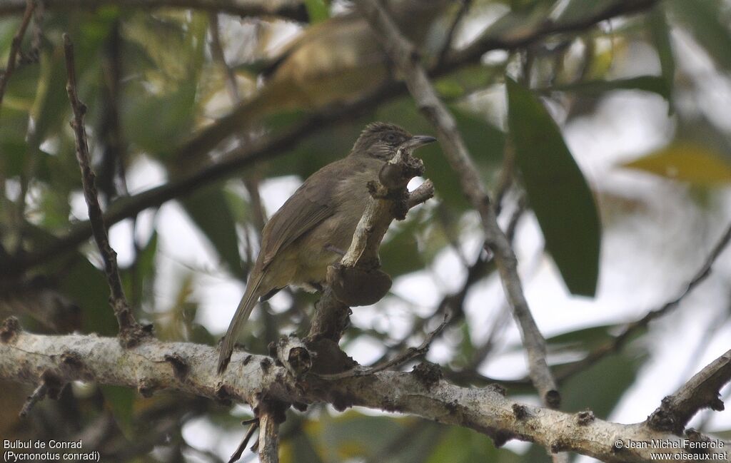 Streak-eared Bulbul