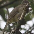 Bulbul de Conrad