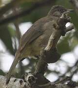 Streak-eared Bulbul