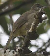 Bulbul de Conrad